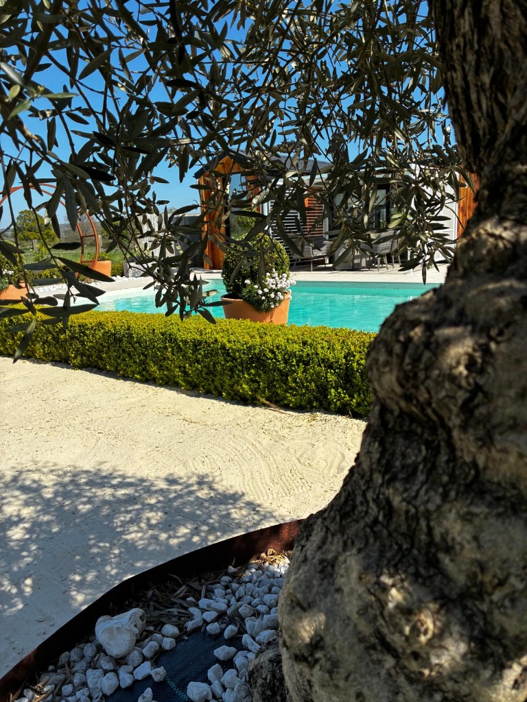 Red House Beach Pool framed by olive trees